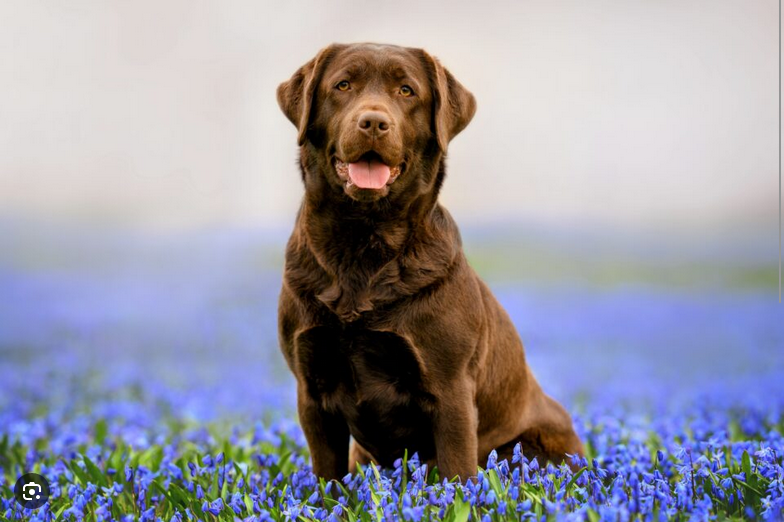 Dog Poop Pickup in Rose Michigan