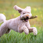 Dog Poop Pickup in Rose Michigan