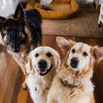 Dog Poop Pickup in Rose Michigan