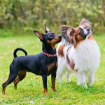 Dog Poop Pickup in Rose Michigan